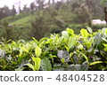 Tea ceremony Sri Lanka Ceylon tea 48404528