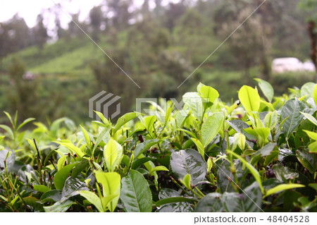 茶道斯里蘭卡錫蘭茶 茶道斯里蘭卡錫蘭茶 48404528