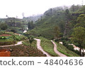 Tea Field Ceylon Tea Sri Lanka 48404636