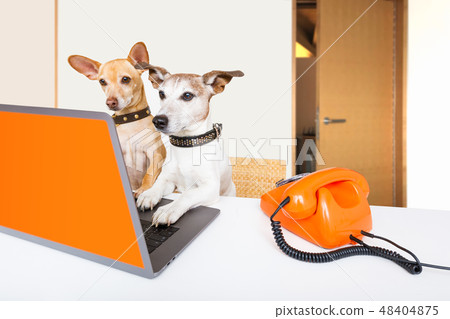 boss management dogs in office 48404875