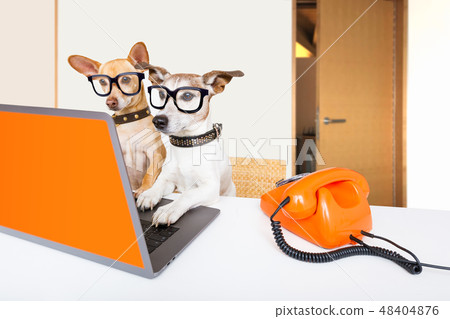 boss management dogs in office boss management dogs in office 48404876