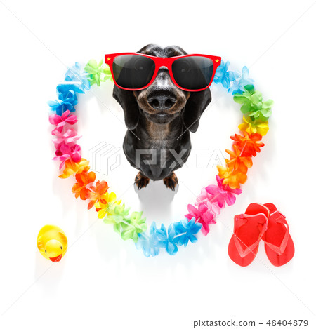 happy valentines dog happy valentines dog 48404879