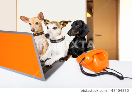 boss management dogs in office boss management dogs in office 48404880