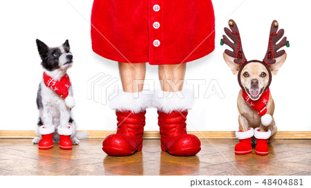 christmas santa claus dog christmas santa claus dog 48404881