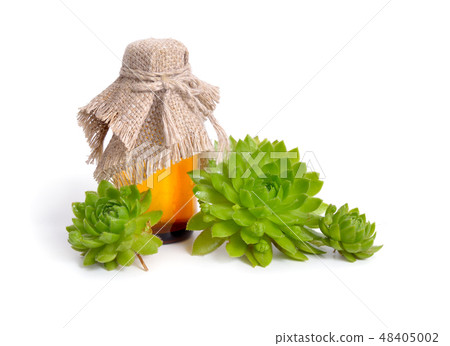 sempervivum or houseleeks. 48405002