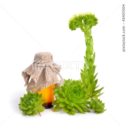 sempervivum or houseleeks.  sempervivum or houseleeks.  48405004