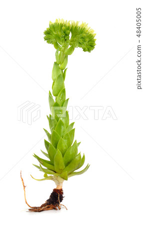 sempervivum or houseleeks. sempervivum or houseleeks. 48405005