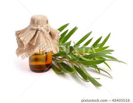 Melaleuca essential oil in pharmaceutical bottle 48405016
