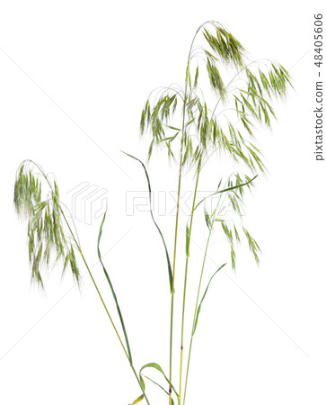 Bromus tectorum, known as drooping brome 48405606