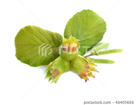 Green hazelnuts on the twig. isolated  48405608