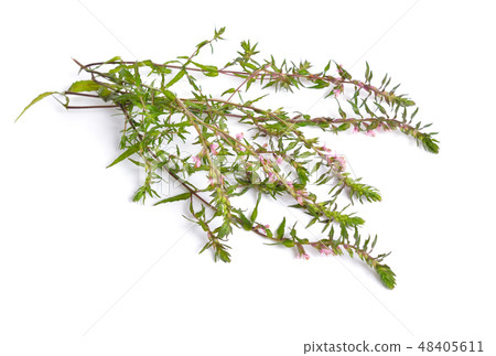 Red Bartsia or Odontites vulgaris isolated Red Bartsia or Odontites vulgaris isolated 48405611