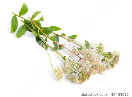 Sedum telephium, Hylotelephium telephium Sedum telephium, Hylotelephium telephium 48405612