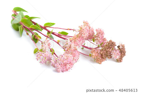 Sedum telephium, Hylotelephium telephium, Sedum telephium, Hylotelephium telephium, 48405613