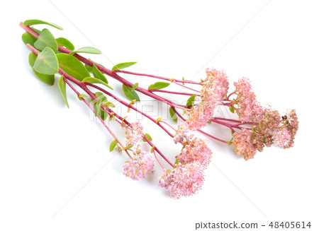 Sedum telephium, Hylotelephium telephium Sedum telephium, Hylotelephium telephium 48405614