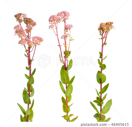 Sedum telephium, Hylotelephium telephium Sedum telephium, Hylotelephium telephium 48405615