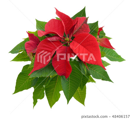 Red Poinsettia isolated 48406157