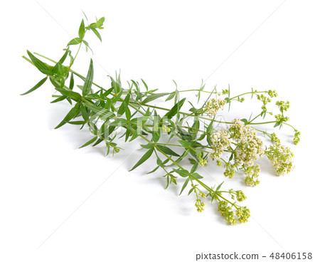 Galium boreale or northern bedstraw. Isoated  48406158