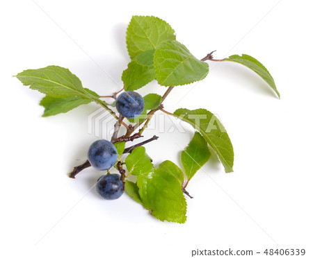 Prunus spinosa or blackthorn, or sloe. Isolated Prunus spinosa or blackthorn, or sloe. Isolated 48406339