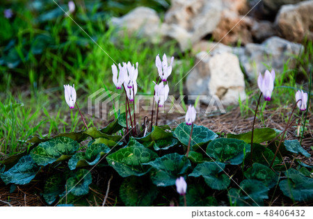 Flowering cyclamen in the forest . Flowering cyclamen in the forest . 48406432