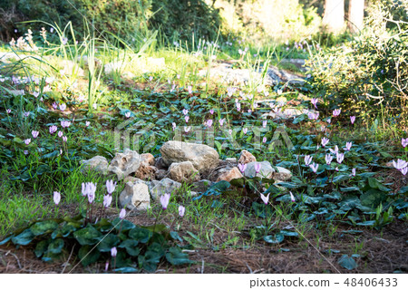 Flowering cyclamen in the forest . Flowering cyclamen in the forest . 48406433