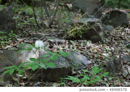 Flower of peony blooming in rock garden Flower of peony blooming in rock garden 48406578