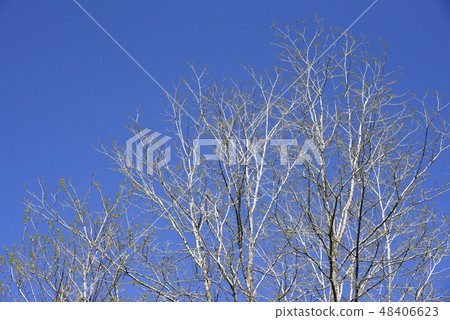 White birch sprouts White birch sprouts 48406623