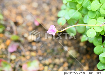 著名植物之花 48407093