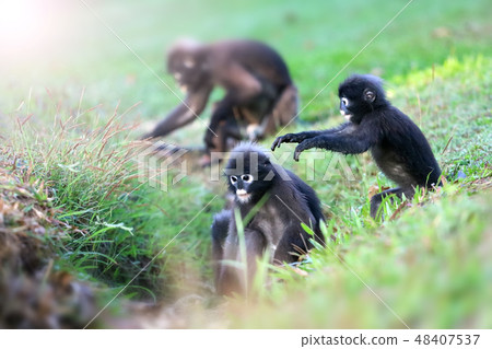 Wild animal so cute ,Dusky langur or leaf monkey 48407537