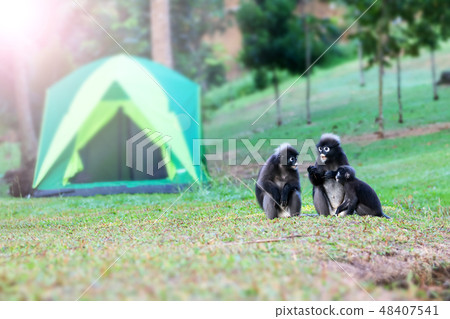 Wild animal so cute on the campsite,Dusky langur Wild animal so cute on the campsite,Dusky langur 48407541