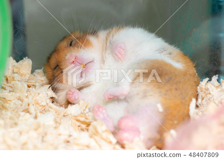 A safe sleeping hamster A safe sleeping hamster 48407809