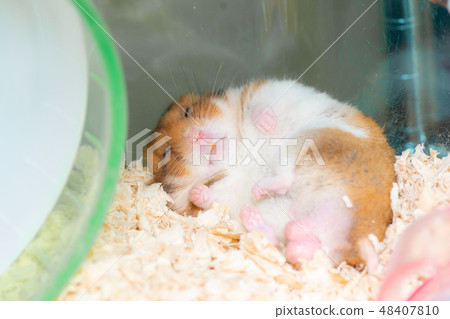 A safe sleeping hamster A safe sleeping hamster 48407810