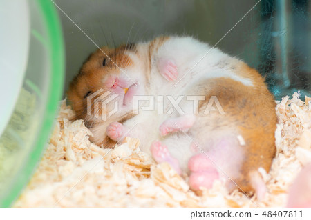 A safe sleeping hamster 48407811