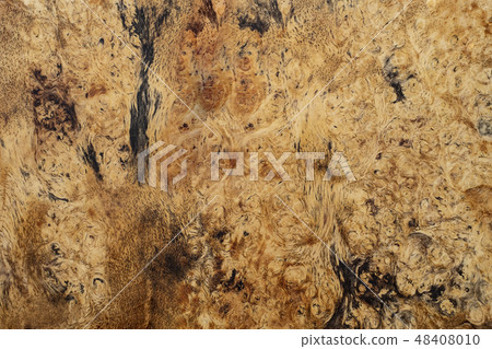 Real burl wood background texture 48408010