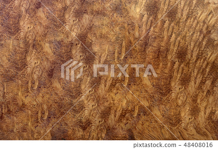 Real burl wood background texture 48408016
