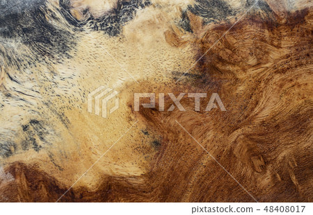 Real burl wood background texture Real burl wood background texture 48408017