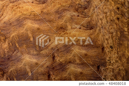 Real burl wood background texture Real burl wood background texture 48408018