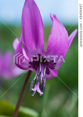 Flower in full bloom Flower in full bloom 48408497