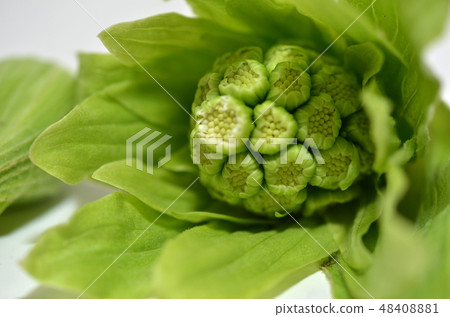 Fuquinotaur · Spring taste Fuquinotaur · Spring taste 48408881