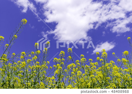 強姦開花發光在藍天 48408988