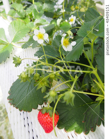 Strawberry  48409151