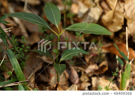 Natural plant Shirodamo, a young tree about 15 cm long. The leaves of three lines and the larger sprouts are characteristic of the Camphoraceae 48409168