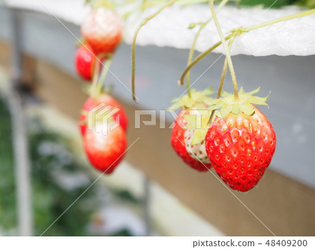 Strawberry Strawberry 48409200