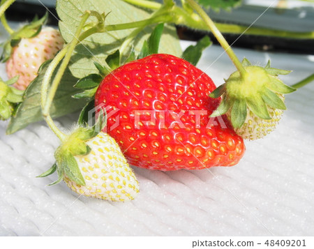 Strawberry Strawberry 48409201