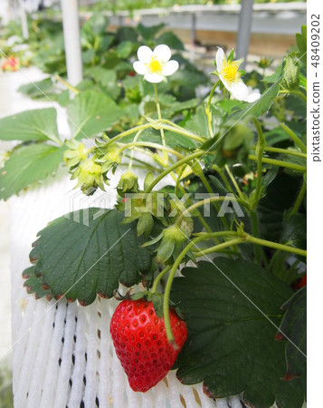Strawberry Strawberry 48409202