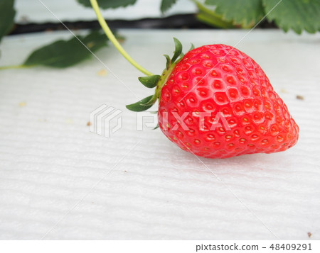 Strawberry Strawberry 48409291