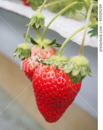 Strawberry Strawberry 48409294