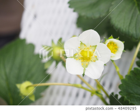 Strawberry flowers Strawberry flowers 48409295