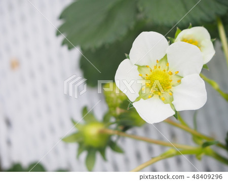草莓花 草莓花 48409296
