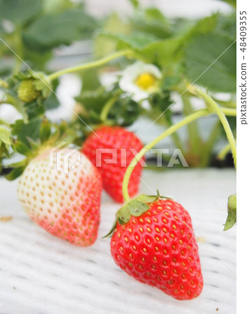 Strawberry  48409355