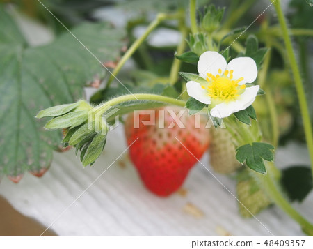 Strawberry Strawberry 48409357